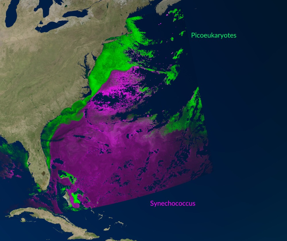 False color data visualization of phytoplankton (Picoeukaryotes and Synechococcus), as observed by PACE’s OCI instrument