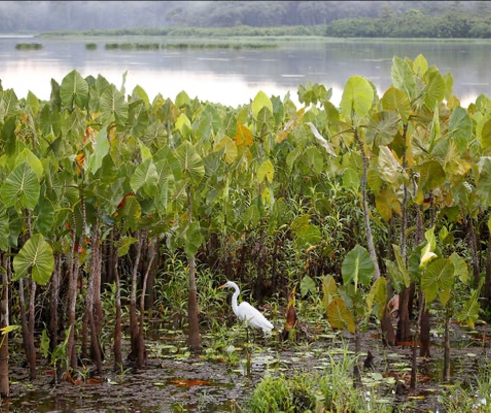 How Earth Went from a Sterile Rock to a Lush, Living Planet