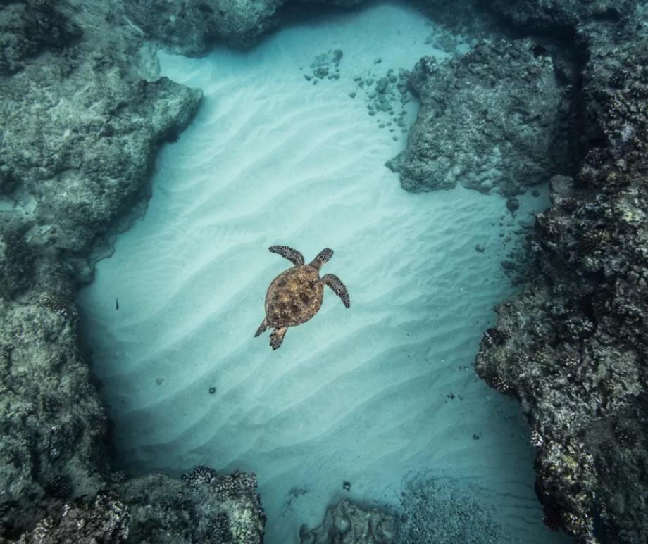 A sea turtle swims in a coral reef in Hawaii. Ocean acidification, found to be on the brink of crossing a boundary into higher-risk territory, can affect coral skeleton formation.