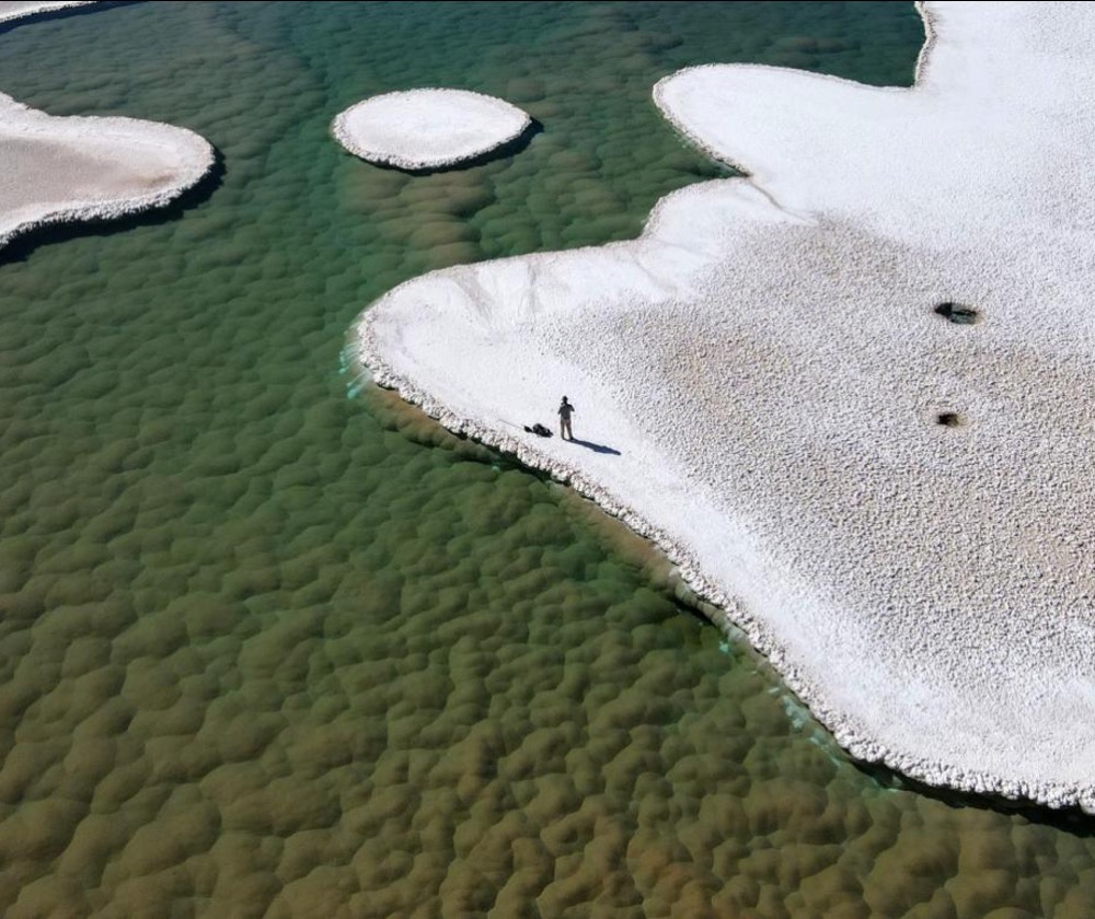 Green mounds of stromatolites flourish at the bottom of a lagoon in Argentina's Puna de Atacama