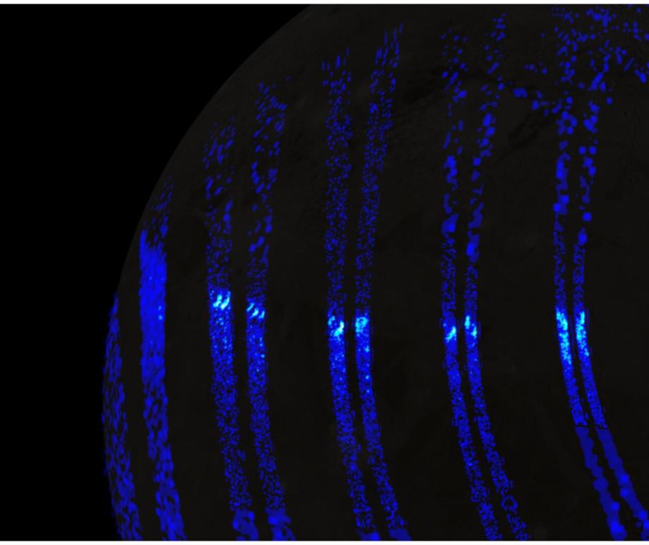 Artistic views of the ultraviolet aurorae on Ganymede, based on Juno's close-up observations from 7th July 2021.