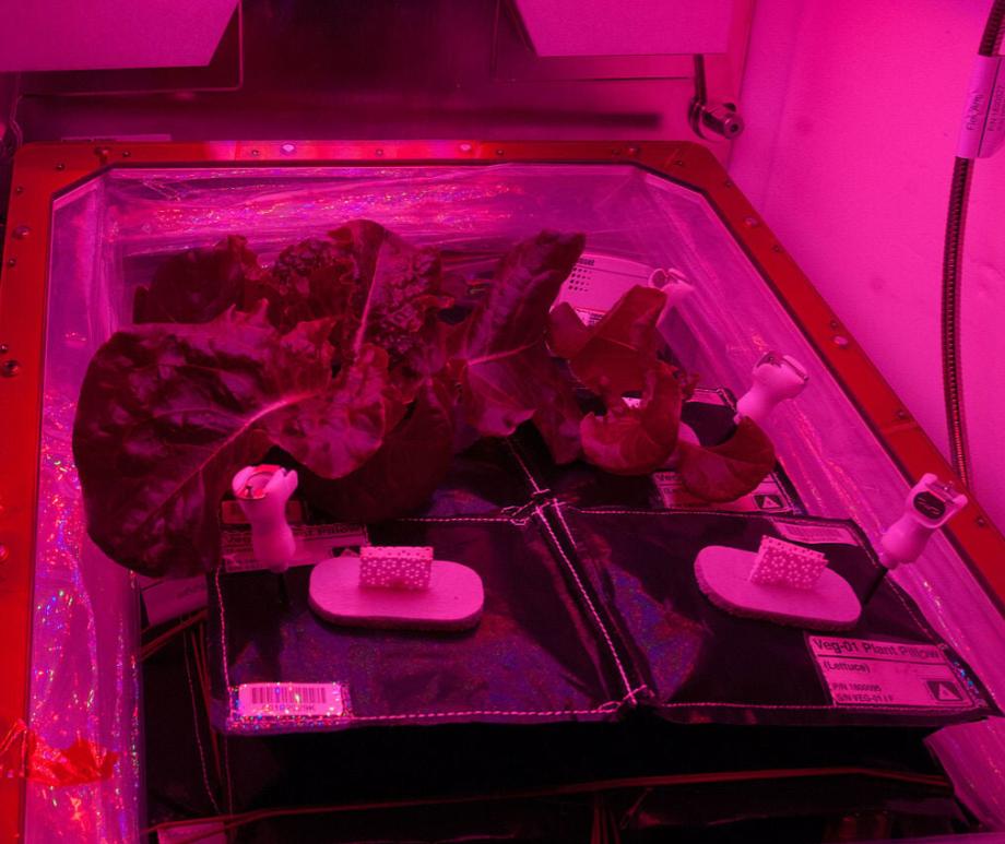 Greenhouse on the ISS.