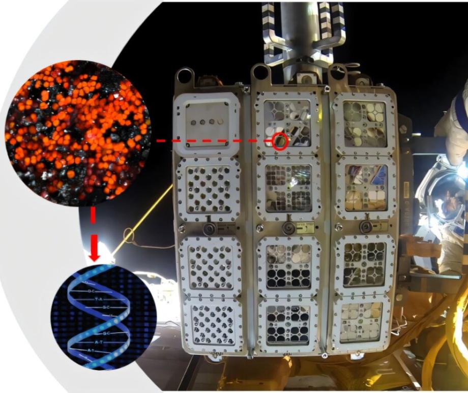 EXPOSE flight hardware on the outside of the ISS with dried Chroococcidiopsis exposed
